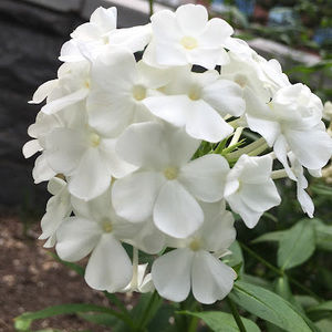 Meet your Posher, Cinnamontoys